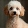 Azra B. with her miniature poodle