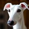 Jason R.'s whippet after a groom