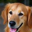 Sarah J. with her golden retriever